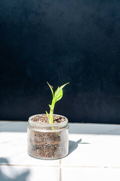 the bintaro tree germinate