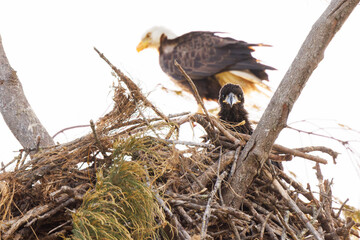 A young bald eagle (Haliaeetus leucocephalus) pokes its head out of the nest while mom sits in the background on Lido Key, Florida - Powered by Adobe