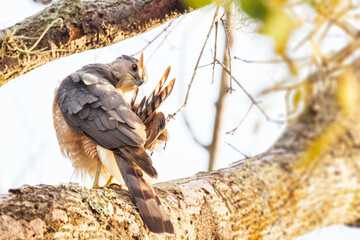 A Cooper's hawk (Accipiter cooperii) preening its feathrs in southwest Florida
