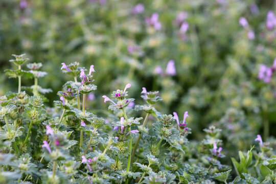 Purple Blooms of Henbit Weed