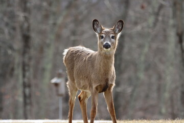 A young whitetail deer in the winter evening sun