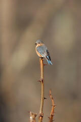 A female eastern bluebird perched on a thorny black locust branch
