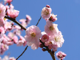 薄桃色の梅の花