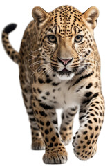leopard walking pose on transparent background