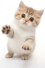 full body of Munchkin Cat pose isolated on white background