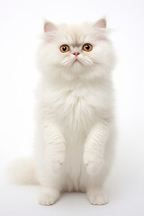 full body of Munchkin Cat pose isolated on white background