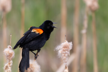 Red Winged Blackbird perched on a cattail branch performing mating call