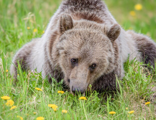Fototapeta premium Close up of a Grizzly bear grazing in a field of green grass eating dandelions