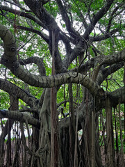 An old tree with au unusual shape.