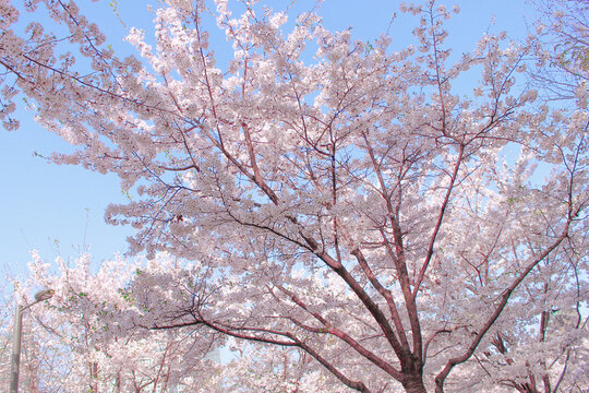 Cherry Blossom Trees in Beautiful Spring.