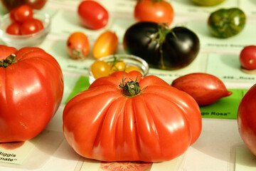 A table with a variety of tomatoes, including a large red one