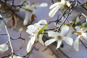 開花した白いコブシの花