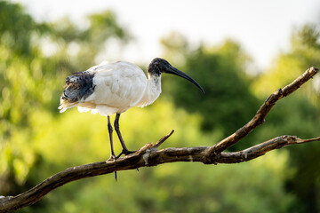 Malagasy sacred ibis, Geelong, Australia