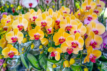 Many plants and inflorescences yellow with a red core orchids