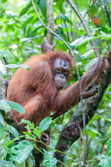 orangutans or pongo pygmaeus is the only asian great found on the island of Borneo and Sumatra