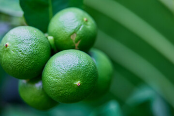 Fresh lime on tree branch