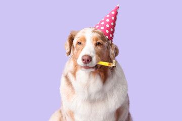 Cute Australian Shepherd dog in party hat with whistle celebrating Birthday on lilac background