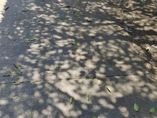 shadows of the garden trees, sombras de los arboles del jardin 
