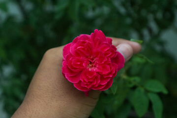 red roses that bloom perfectly in the garden, romantic roses
