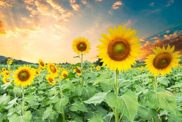 Sunset over a sunflower field
