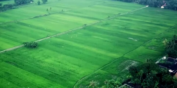 aerial video of very large swaths of rice fields