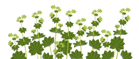 Lady's mantle, field flower, vector drawing wild plants at white background, Alchemilla vulgaris,floral border, hand drawn botanical illustration