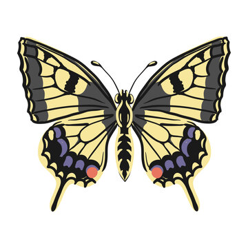 vector drawing yellow swallowtail butterfly , Papilio machaon, insect isolated at white background, natural element, hand drawn illustration