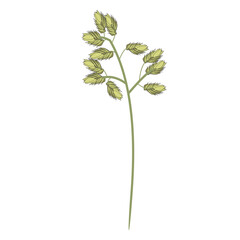 Top of wild field grass. Detailed vector illustration isolated on white background.