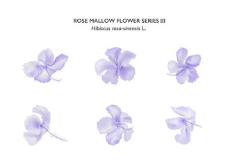 purple rose mallow flower isolate on white background series03