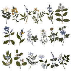 vector drawing wild herbs isolated at white background , hand drawn illustration of medicinal flowers and plants