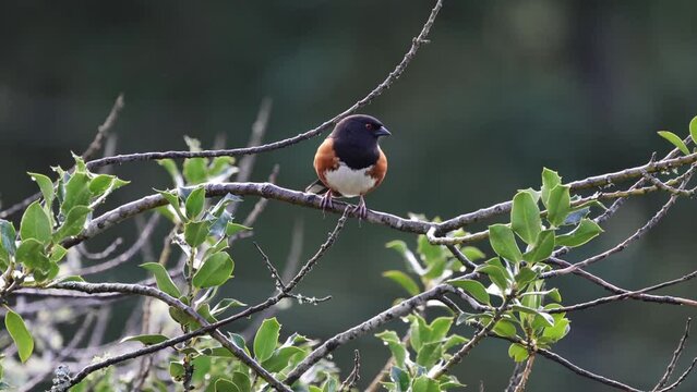 Spotted Towhee on a Holly Tree Branch.