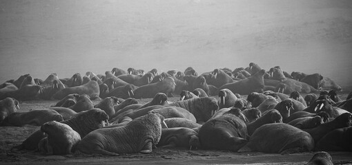 Male Walruses hauled out on a beach in Svalbard