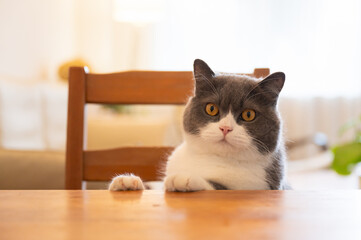 British shorthair cat sitting at the dining table