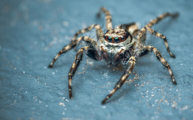 Close up a colorful jumping spider on cement floor, Selective focus, macro shot, Thailand.