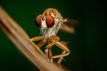 A robber fly on branch and dark background, Red eyes, Nature background, Big eye insect, Thailand.