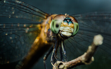 Dragonfly perched on a tree branch, dry wood and nature background, Selective focus, insect macro, Colorful insect in Thailand. © Pawich Sattalerd