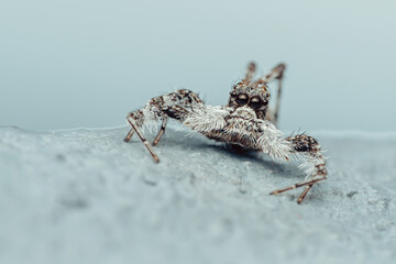 Colorful jumping spider on cement floor, Selective focus, macro shot, Thailand.