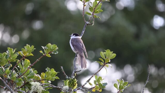 Canada Jay on a Holly Tree Branch