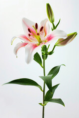 Beautiful lily stem in full bloom against a white backdrop