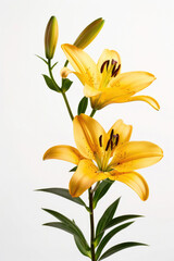 Fototapeta na wymiar Beautiful lily stem in full bloom against a white backdrop