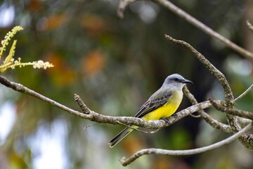 Beautiful yellow bird perched on a tree branch.