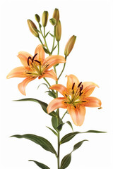 Beautiful lily stem in full bloom against a white backdrop