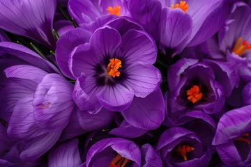Raamstickers Stunning purple crocus flowers in full bloom, heralding the arrival of spring © Veniamin Kraskov