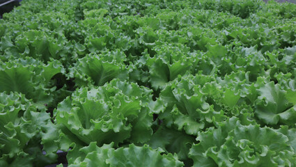 woman's hands picking green lettuce in the vegetable garden