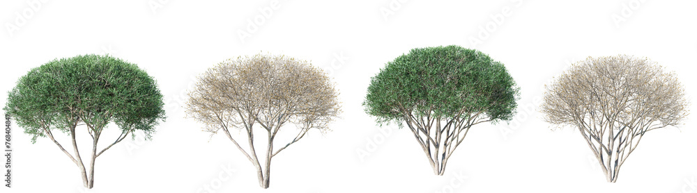 Poster salix fragilis tree isolated on transparent background 3d png.