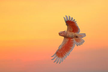Major Mitchell's Cockatoo flying in the sky during sunset. © Passakorn