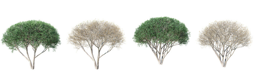 Salix fragilis tree isolated on transparent background 3d PNG. © Natural Form Studio