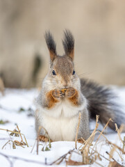 Portrait of a squirrel in winter on white snow background