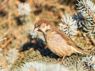 Sparrow sits on a fir branch in the sunset light.