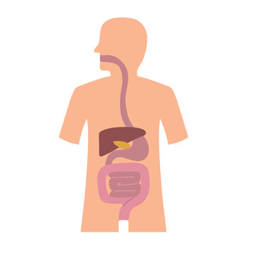 Digestive system icon clipart avatar logotype isolated vector illustration